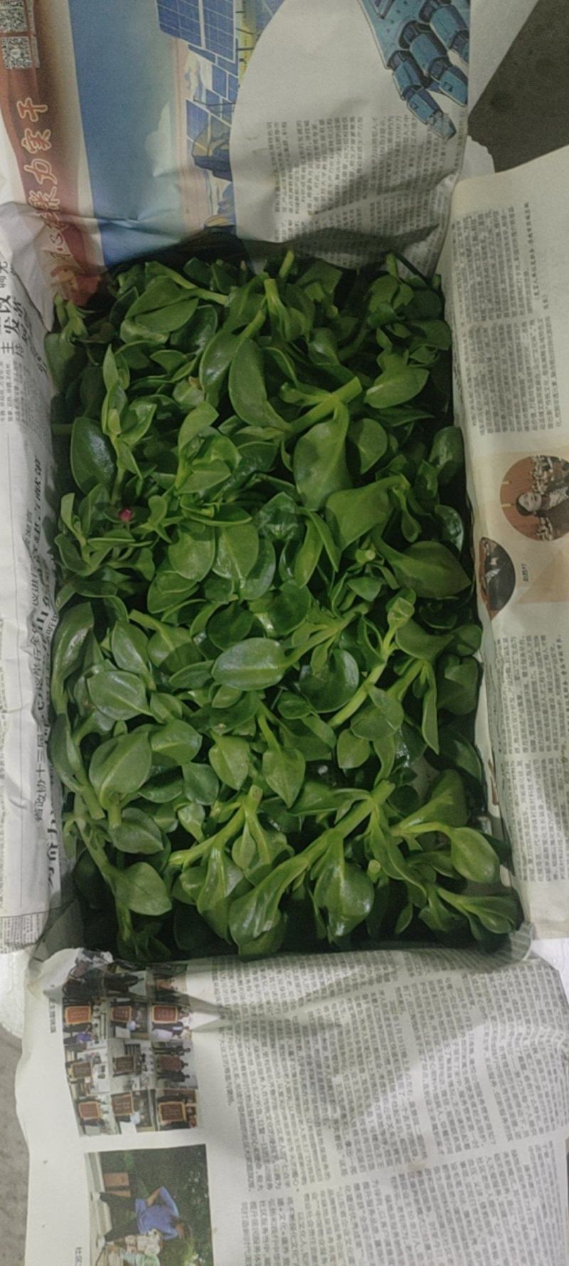 特菜田七菜，精品货，全国发货，常年供应