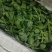 特菜田七菜，精品货，全国发货，常年供应