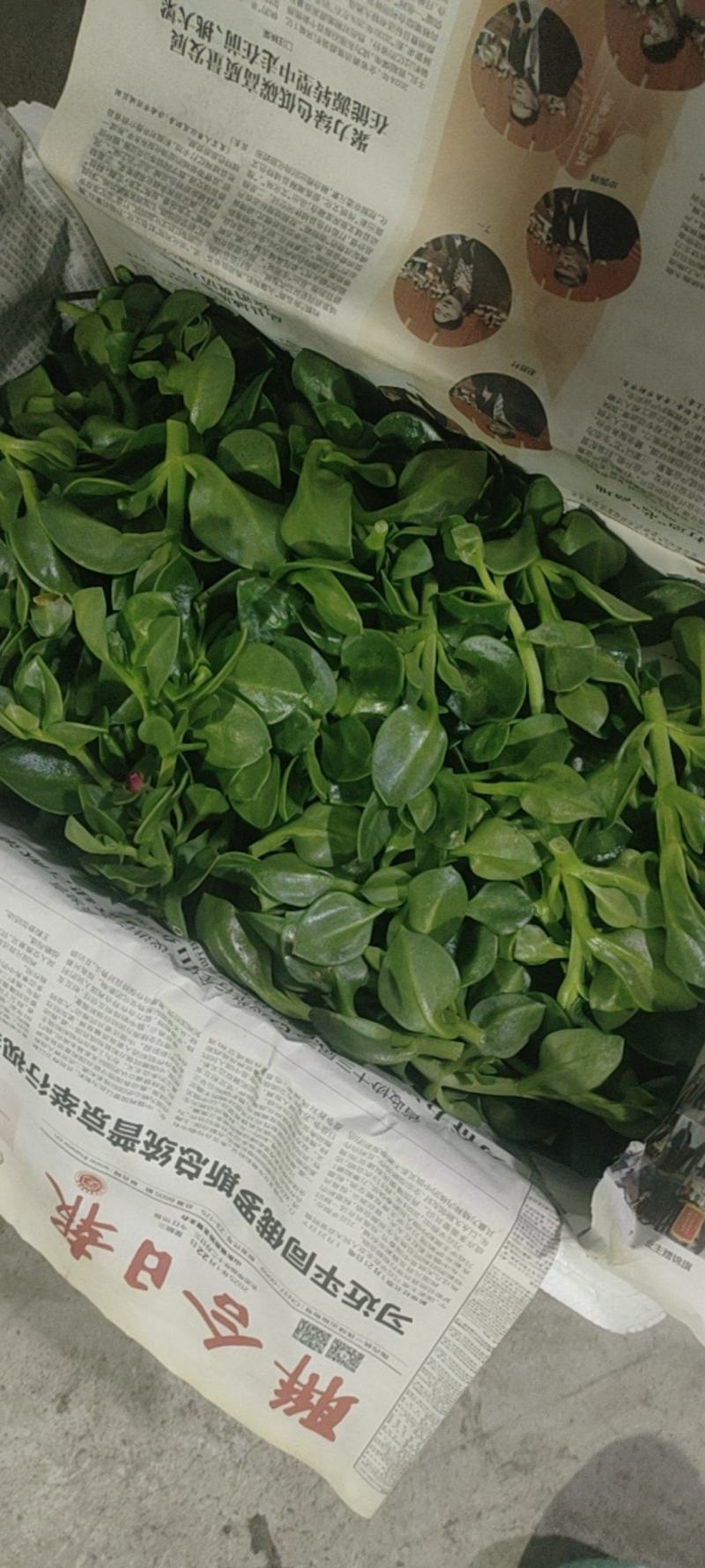 特菜田七菜，精品货，全国发货，常年供应