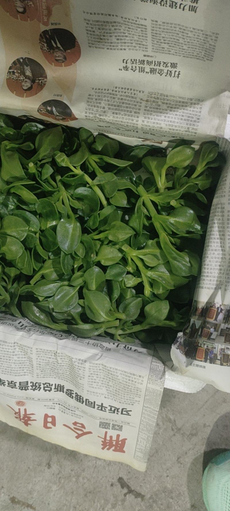 特菜田七菜，精品货，全国发货，常年供应