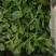 特菜田七菜，精品货，全国发货，常年供应