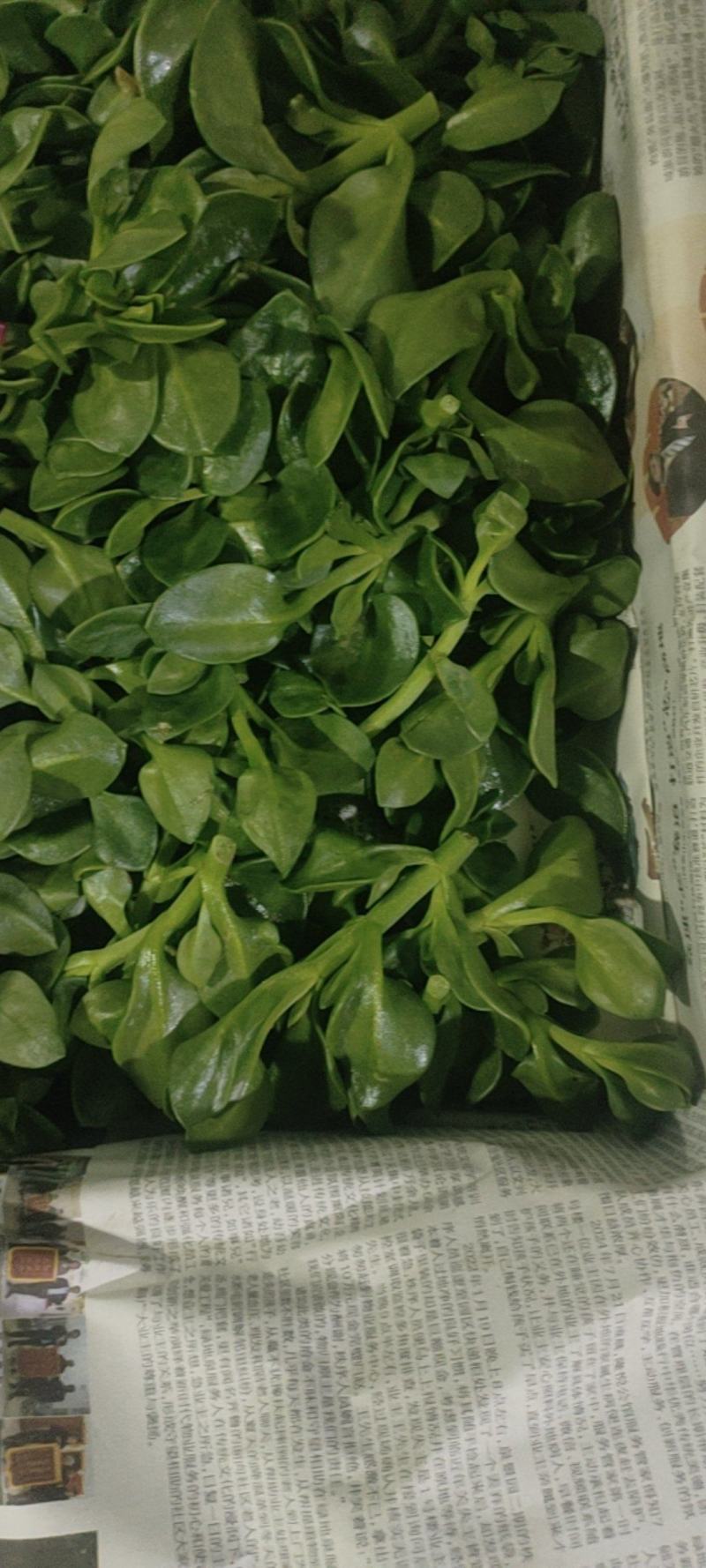 特菜田七菜，精品货，全国发货，常年供应