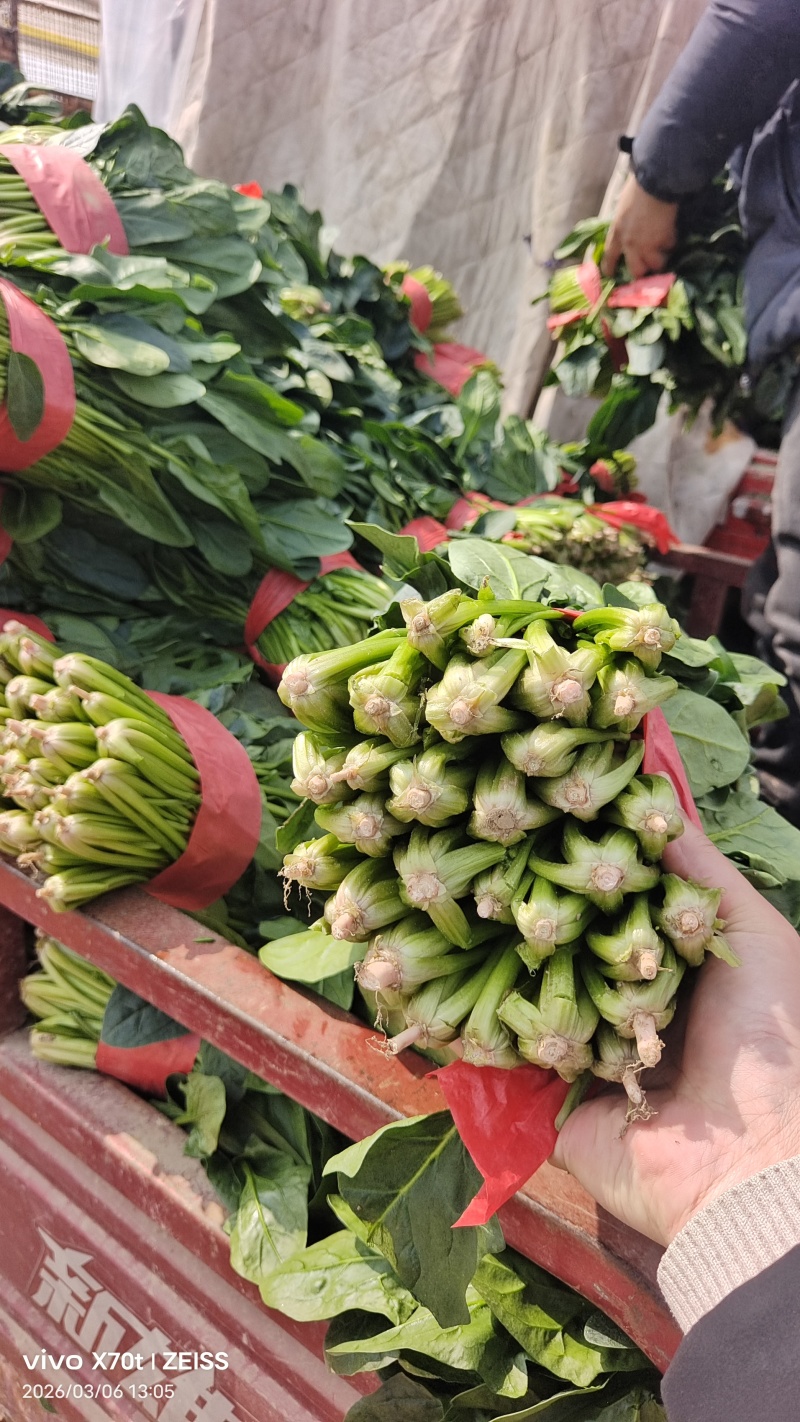 单县露天菠菜大量上市，价格美丽3-5毛，，