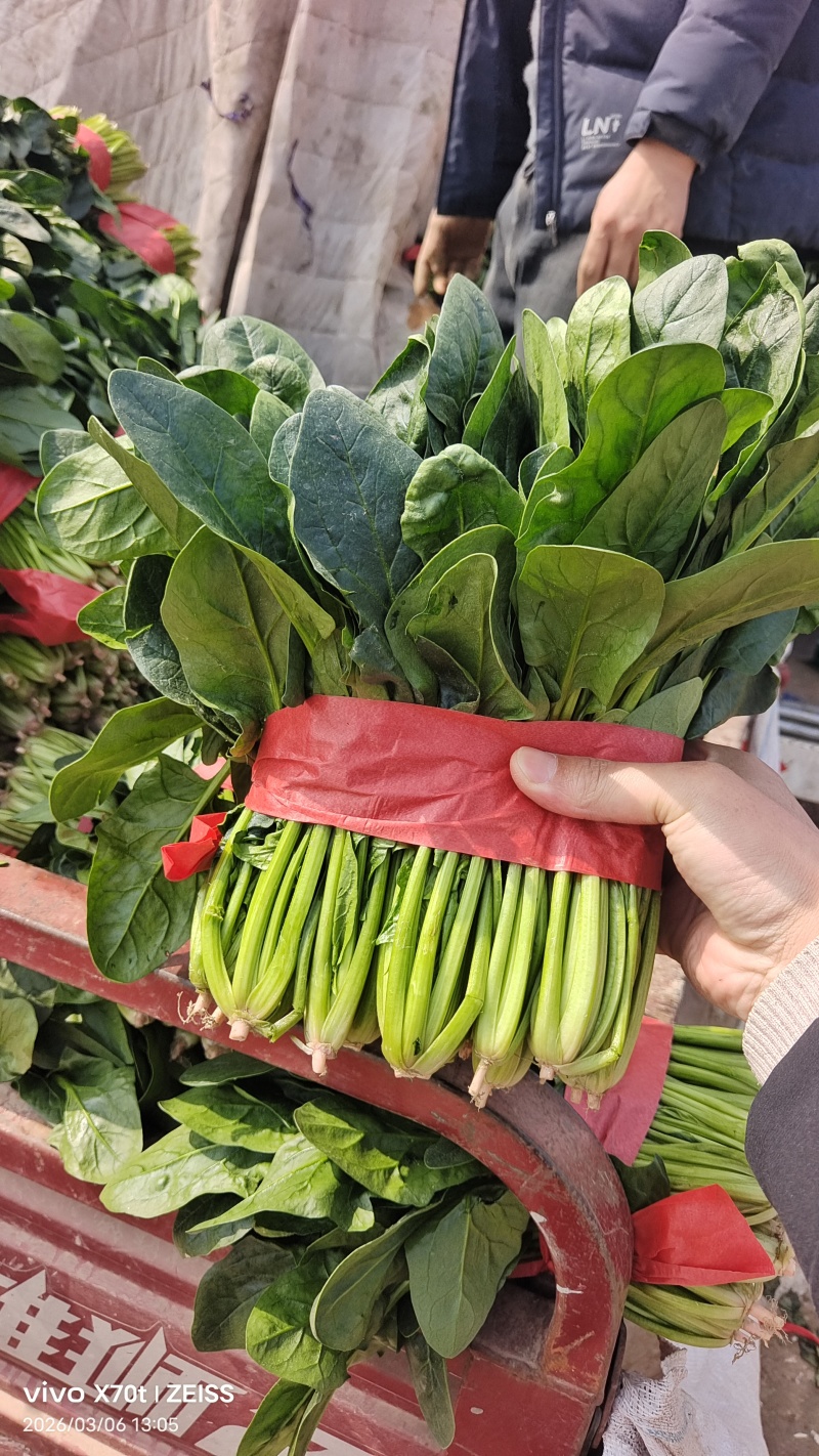 单县露天菠菜大量上市，价格美丽3-5毛，，