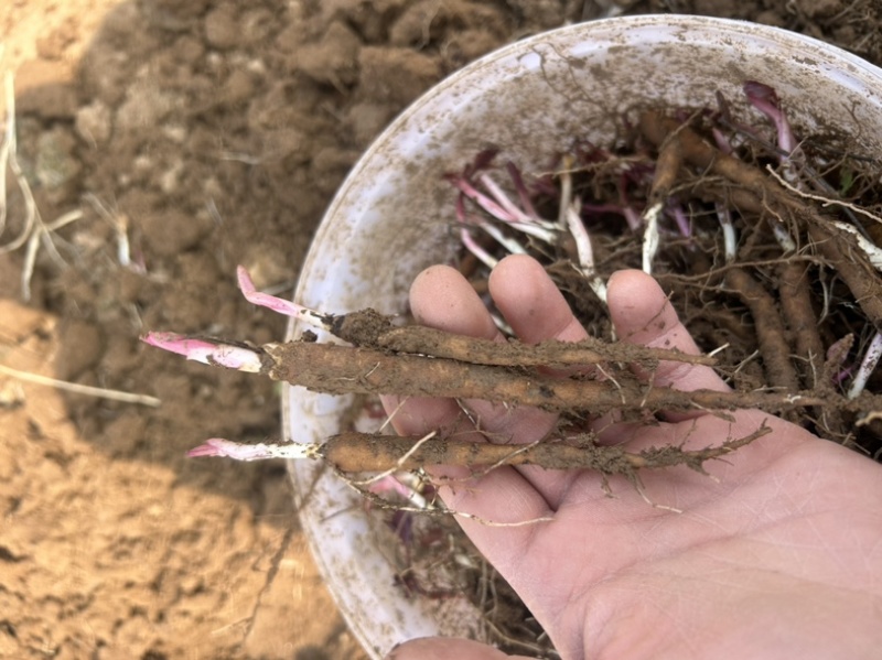 白芍苗药用芍药苗一年量大优惠基地直发药材芍药