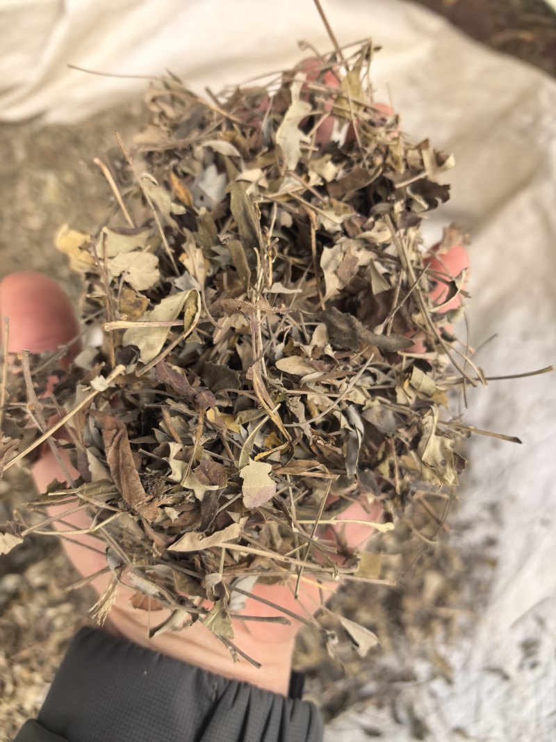 牡荆叶纯野生黄荆叶布惊叶黄荆草牡荆树叶月子产后草药