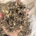 牡荆叶纯野生黄荆叶布惊叶黄荆草牡荆树叶月子产后草药
