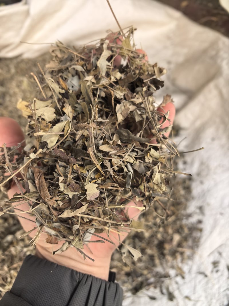 牡荆叶纯野生黄荆叶布惊叶黄荆草牡荆树叶月子产后草药
