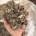牡荆叶纯野生黄荆叶布惊叶黄荆草牡荆树叶月子产后草药