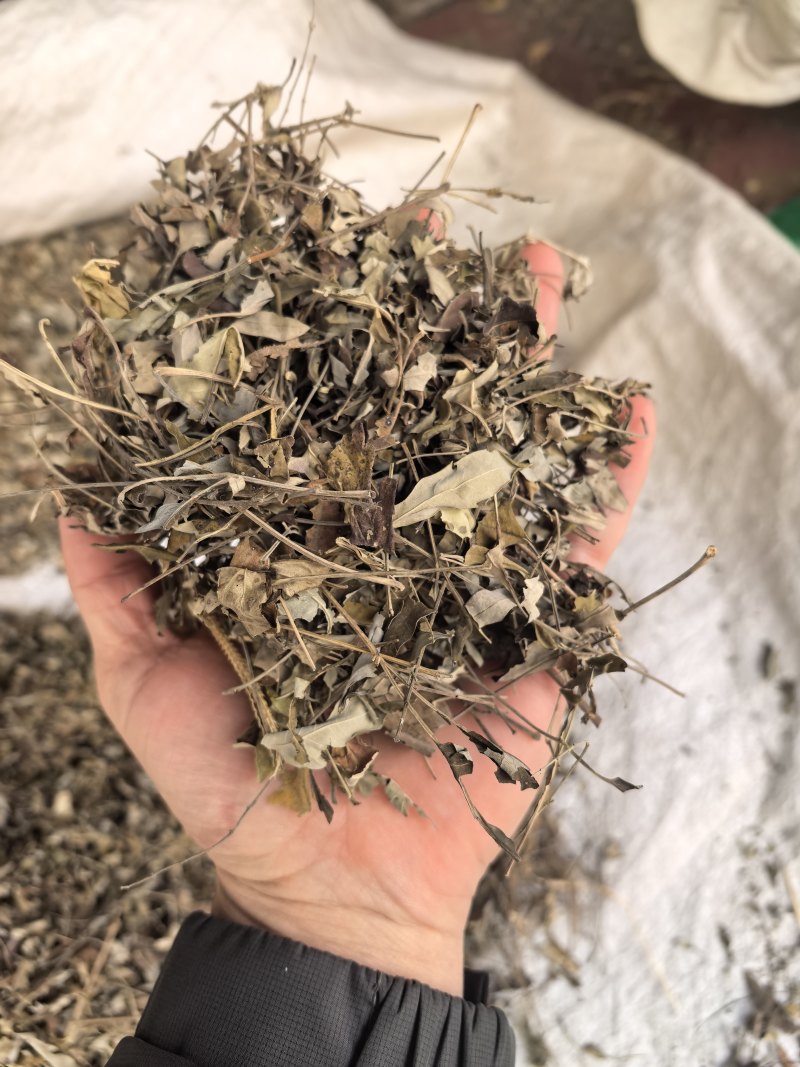 牡荆叶纯野生黄荆叶布惊叶黄荆草牡荆树叶月子产后草药