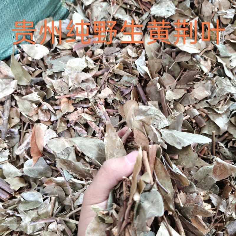 牡荆叶纯野生黄荆叶布惊叶黄荆草牡荆树叶月子产后草药