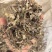 牡荆叶纯野生黄荆叶布惊叶黄荆草牡荆树叶月子产后草药