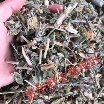 牡荆叶纯野生黄荆叶布惊叶黄荆草牡荆树叶月子产后草药