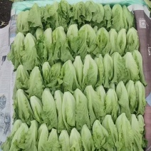 高原生菜苗，非种苗，嫩苗菜，苗苗菜，绿色供港