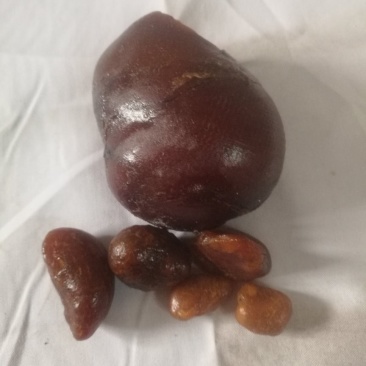 中药材鸡宝