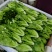 高原生菜苗，非种苗，嫩苗菜，苗苗菜，绿色供港