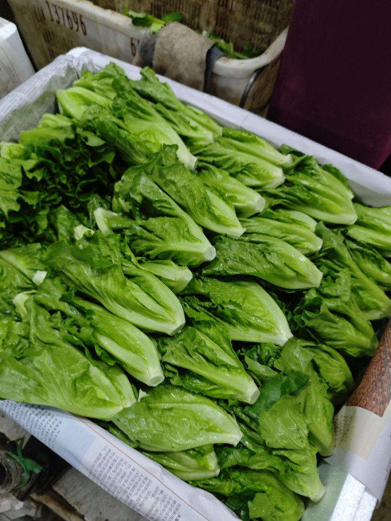 高原生菜苗，非种苗，嫩苗菜，苗苗菜，绿色供港