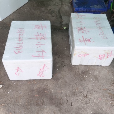 残公残母（四大金刚）量大优惠对接全国欢迎老板下单订购
