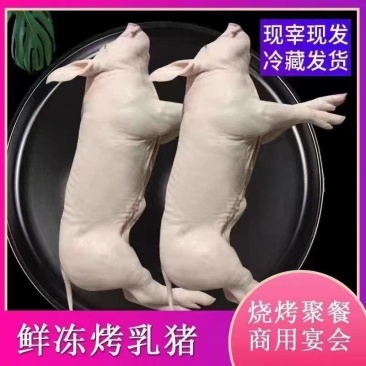 现杀乳猪批发厂家对接全国量大从优一条龙服务