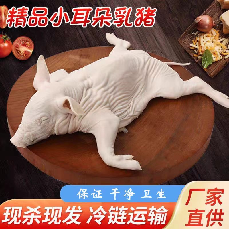 现杀乳猪批发厂家对接全国量大从优一条龙服务
