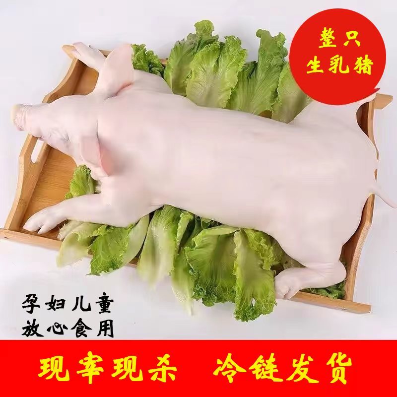 现杀乳猪批发厂家对接全国量大从优一条龙服务