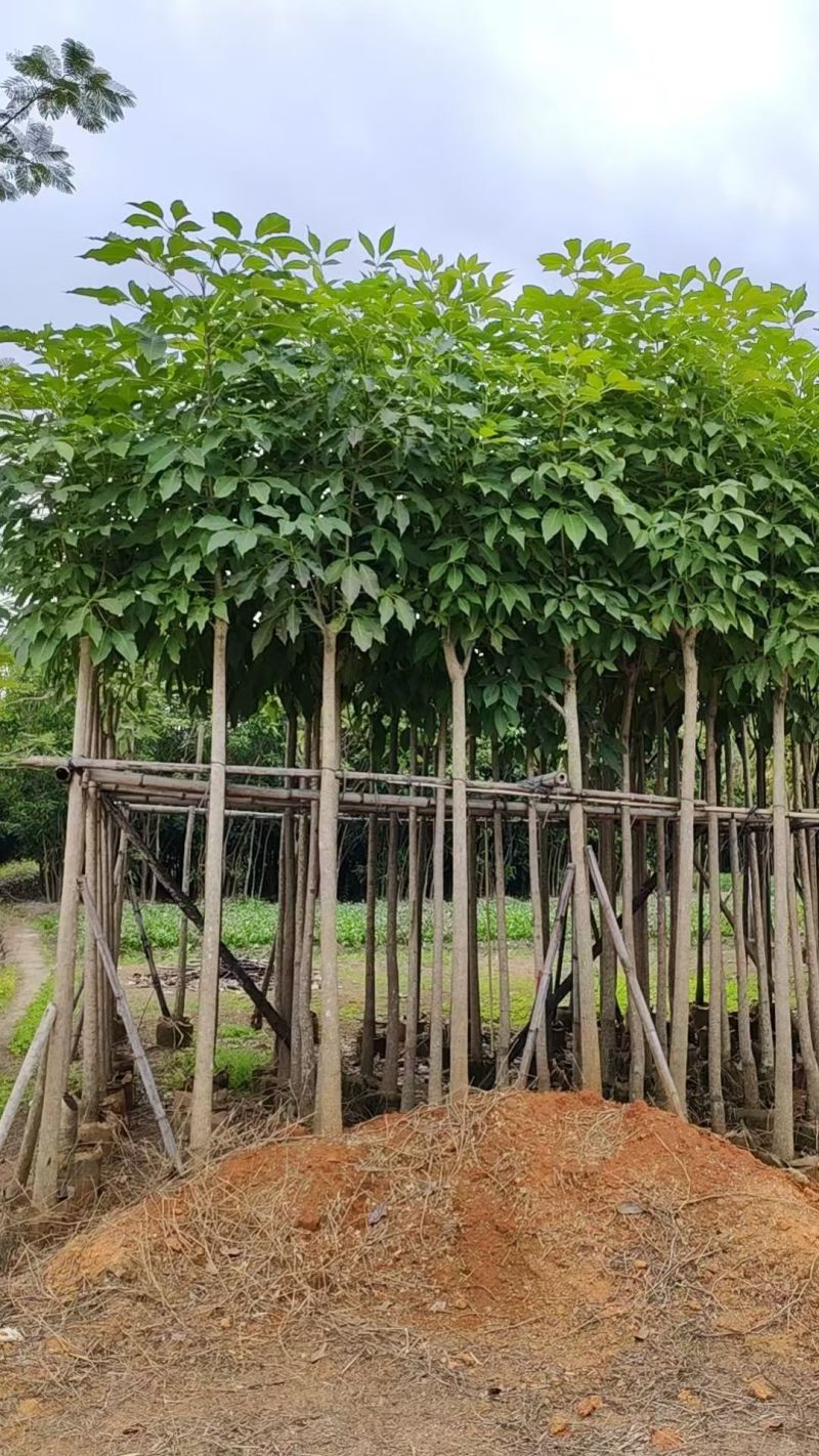 红花风铃木3-12公分