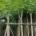 红花风铃木3-12公分