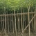 红花风铃木3-12公分