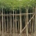 红花风铃木3-12公分