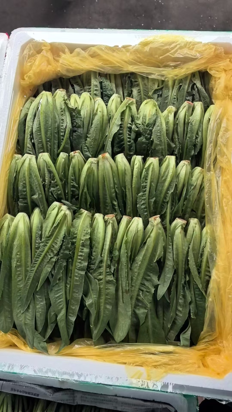油麦菜苗，非种苗，嫩苗菜，苗苗菜，绿色认证，供港基地