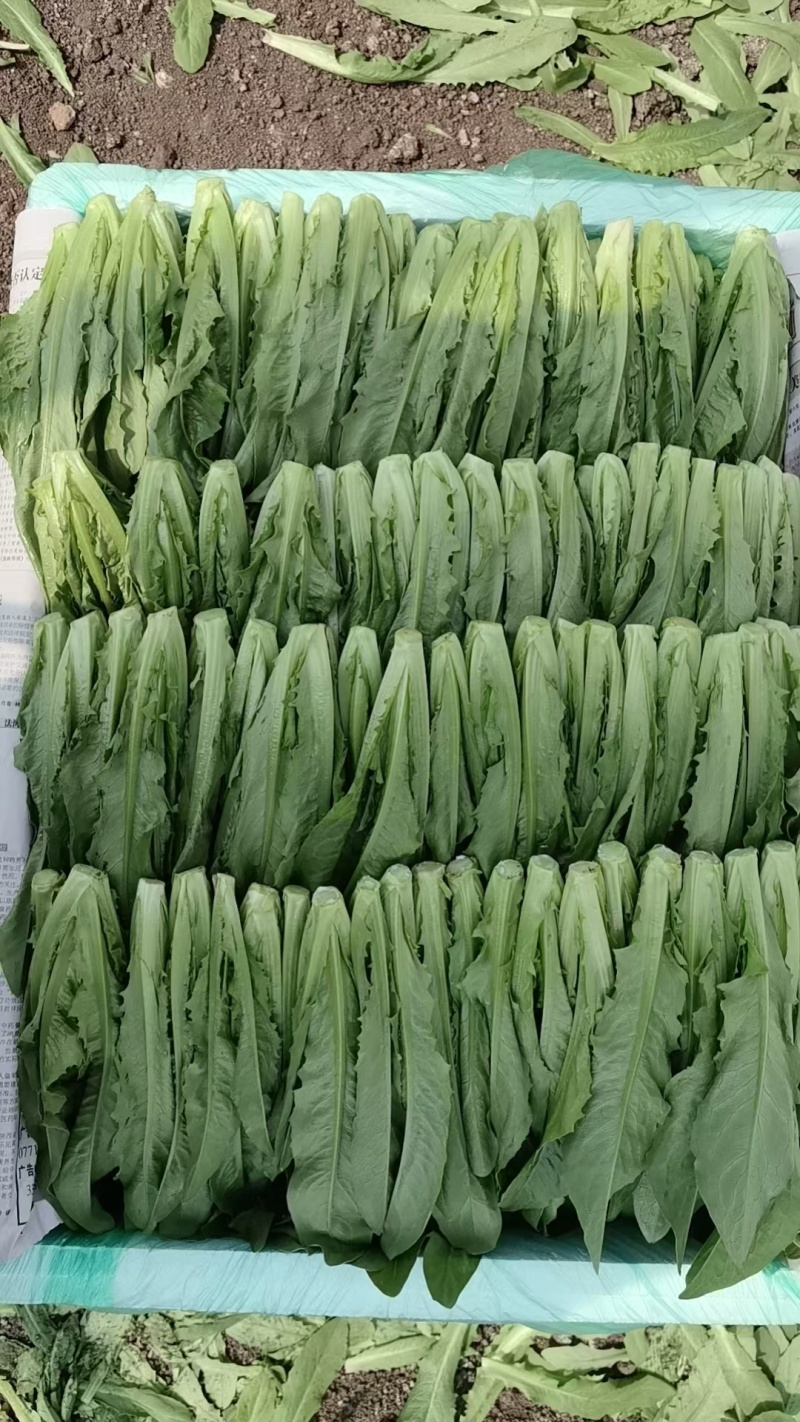 油麦菜苗，非种苗，嫩苗菜，苗苗菜，绿色认证，供港基地