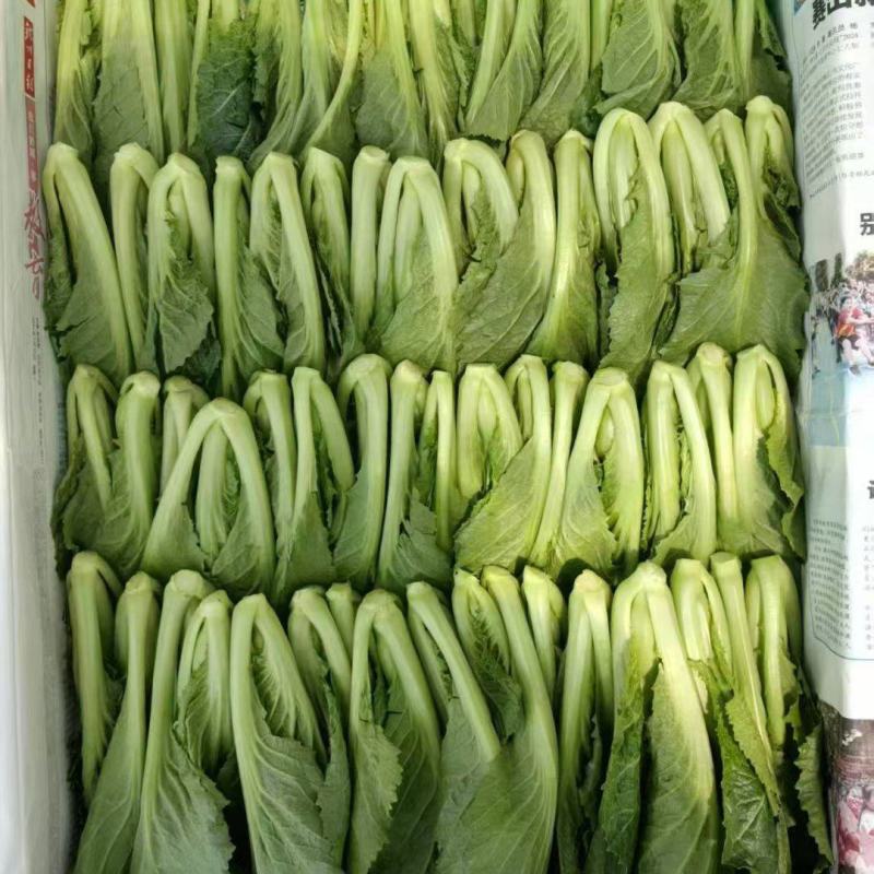 高原芥菜苗，非种苗，嫩苗菜，苗苗菜，绿色供港基地