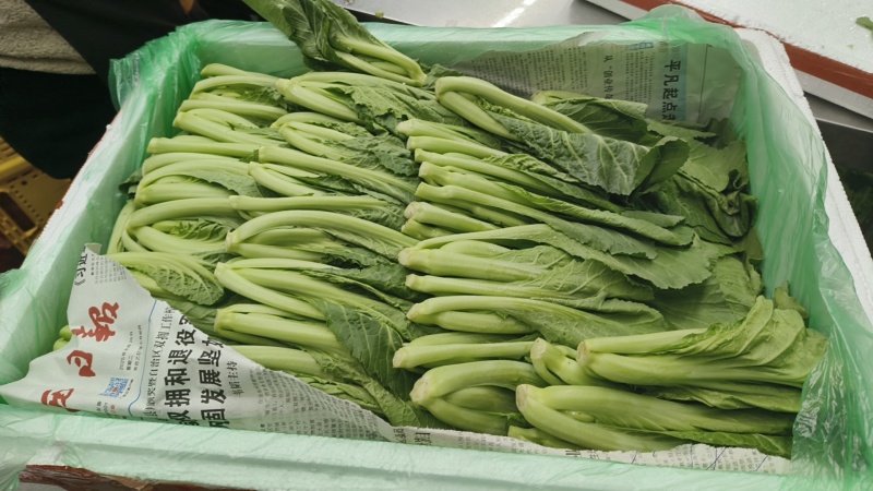 高原芥菜苗，非种苗，嫩苗菜，苗苗菜，绿色供港基地
