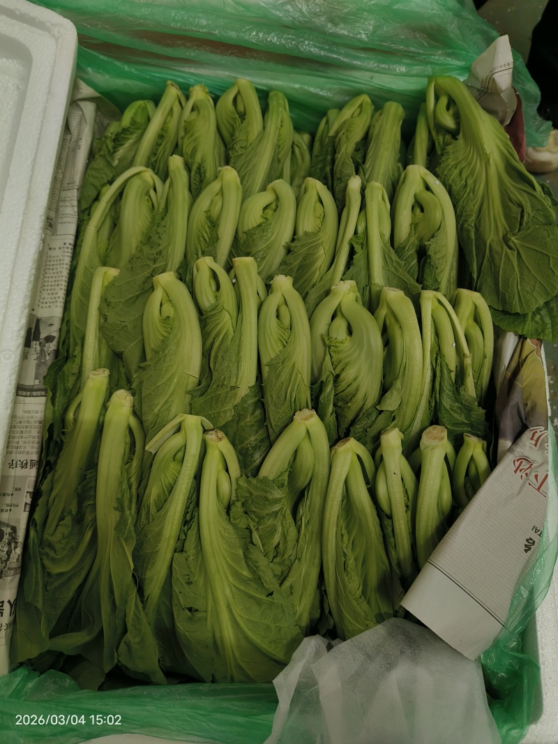 高原芥菜苗，非种苗，嫩苗菜，苗苗菜，绿色供港基地