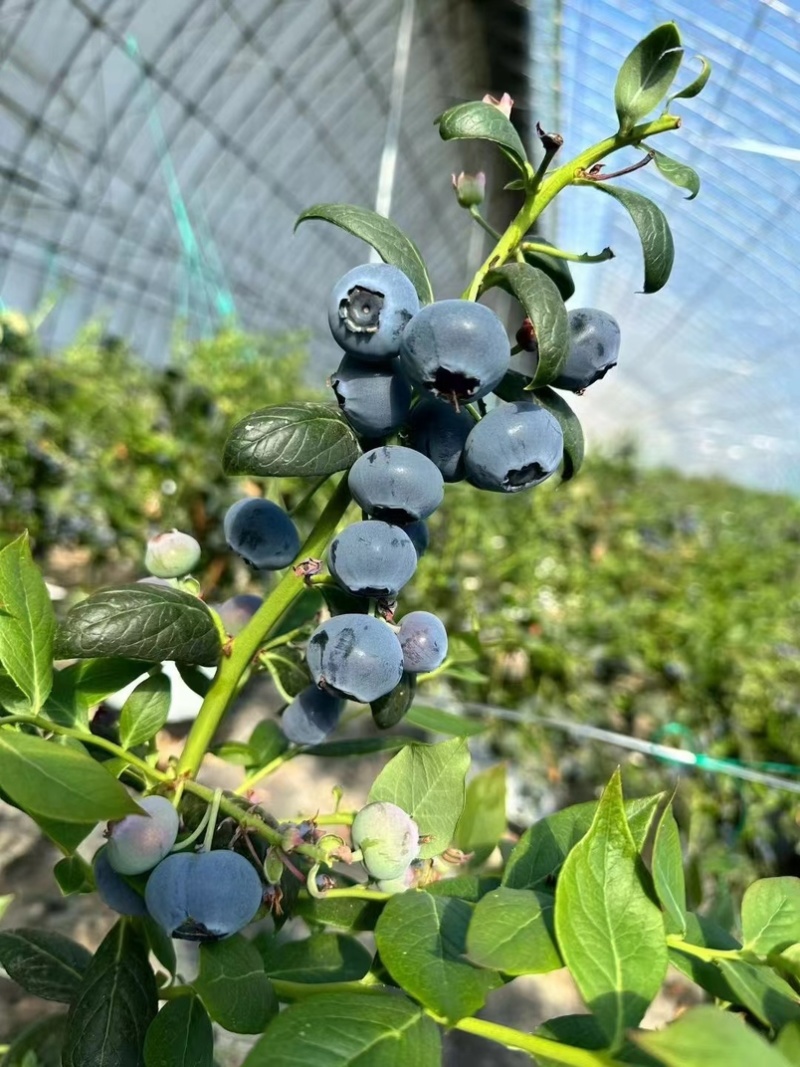 丹东蓝莓优瑞卡蓝莓L25蓝莓全国发货对接电商市场