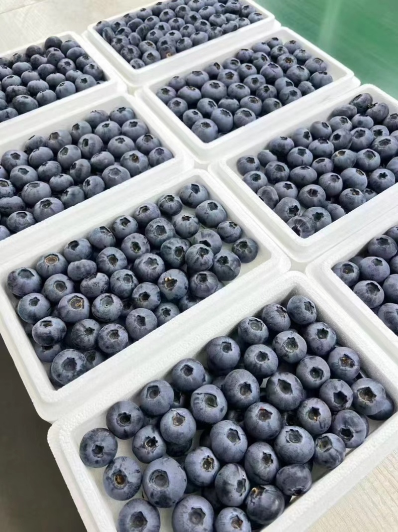 丹东蓝莓优瑞卡蓝莓L25蓝莓全国发货对接电商市场