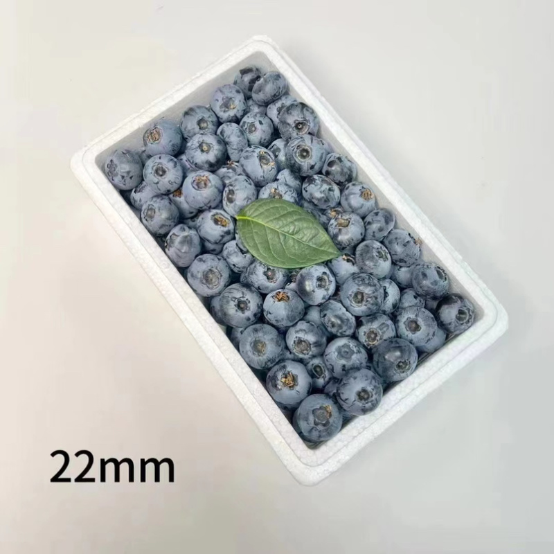 丹东蓝莓优瑞卡蓝莓L25蓝莓全国发货对接电商市场