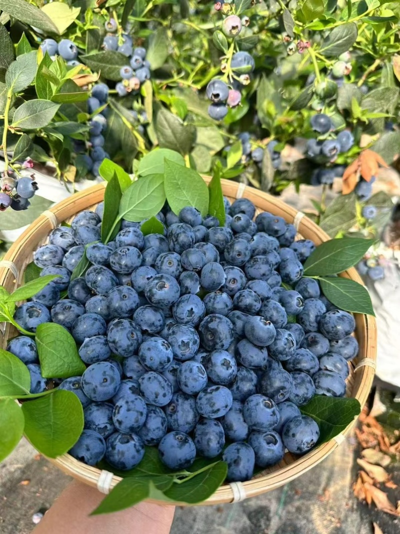 丹东蓝莓优瑞卡蓝莓L25蓝莓全国发货对接电商市场