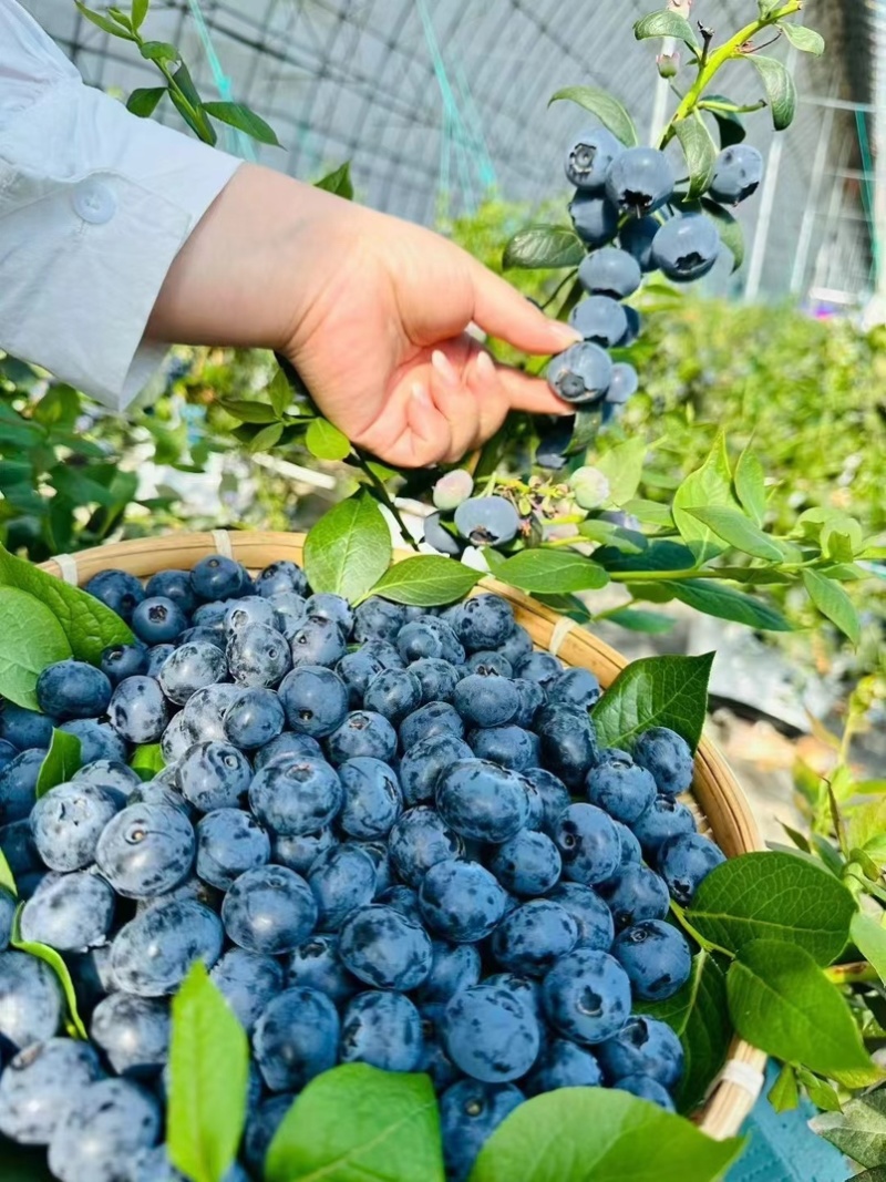 丹东蓝莓优瑞卡蓝莓L25蓝莓全国发货对接电商市场