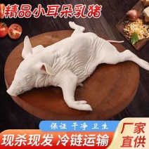 《工厂直发》山东烤乳猪量大从优冷链配送全国包邮