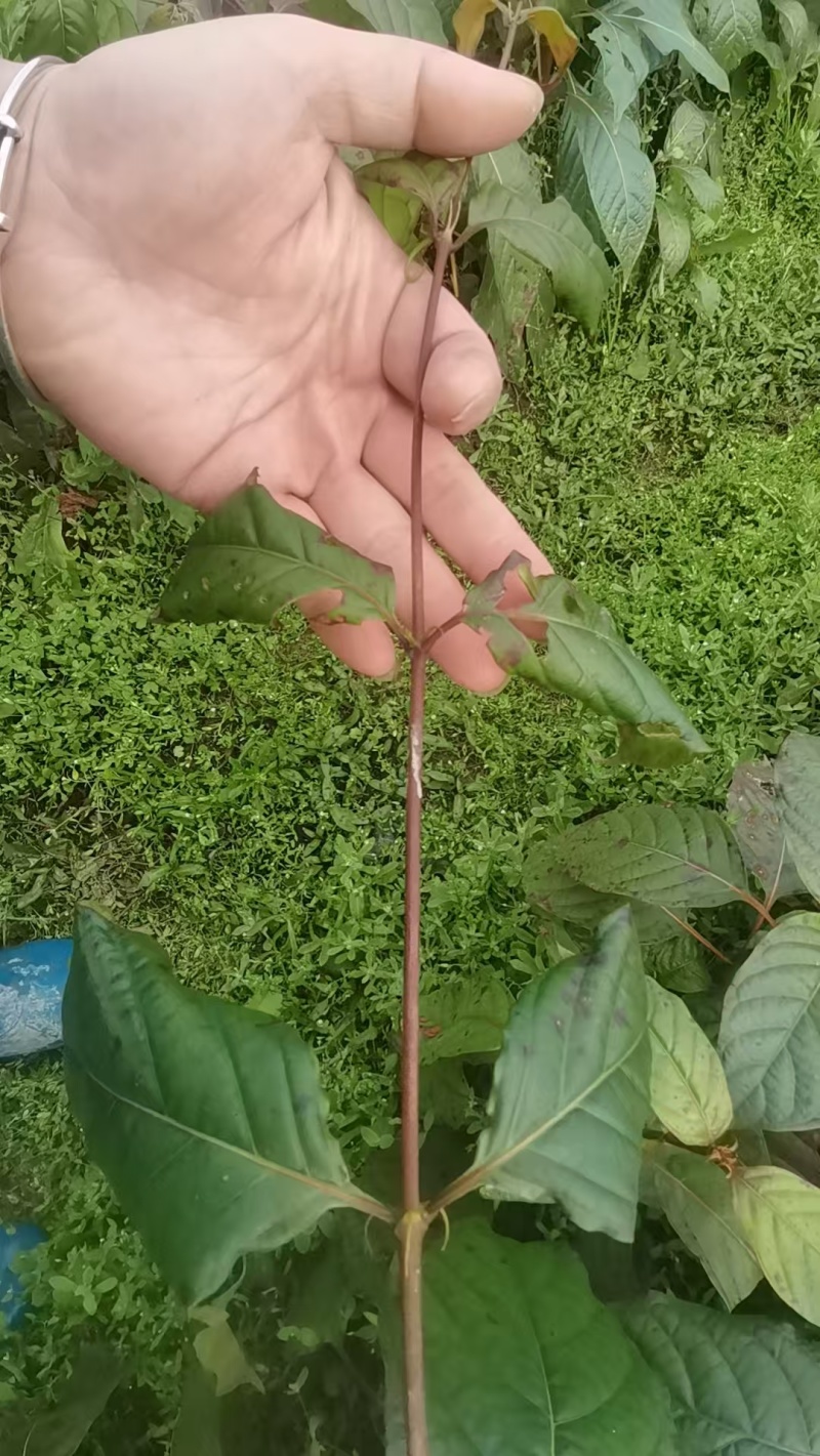 钩藤苗根系发达成活率高一年苗