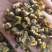 《胎菊》胎菊米胎菊花茶颜色好看清热明目干净无杂质