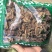 胰岛果