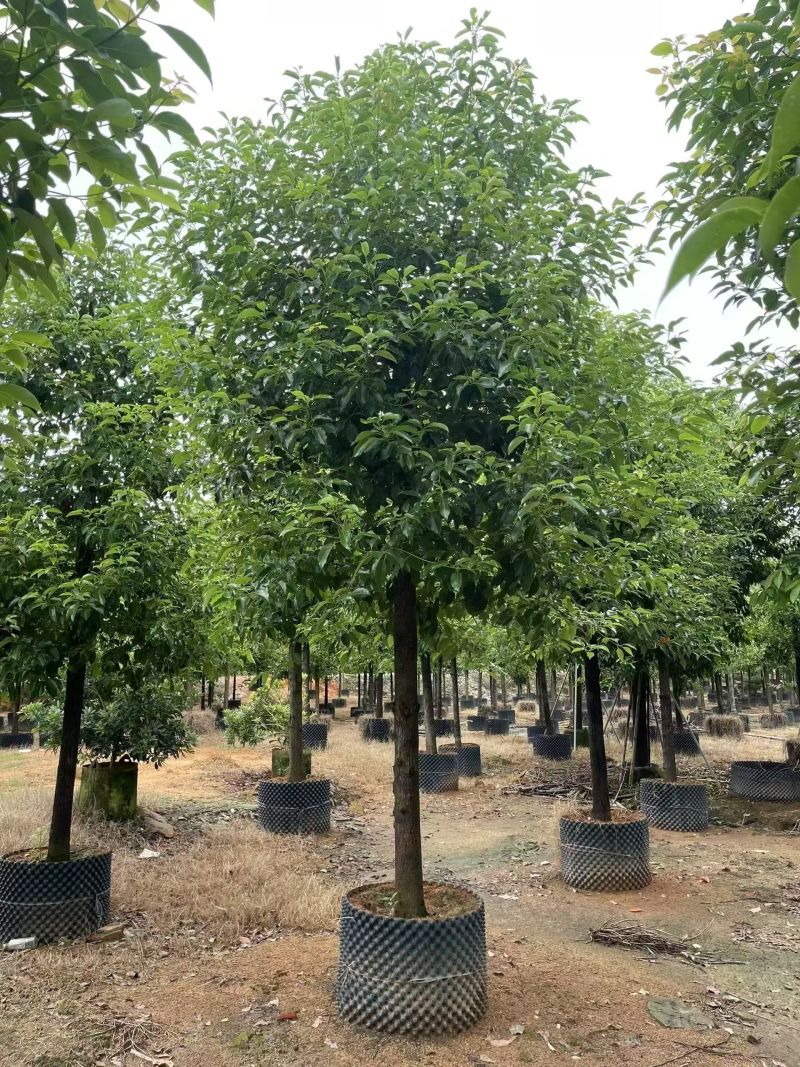 养冠香樟8-12分，大量现货