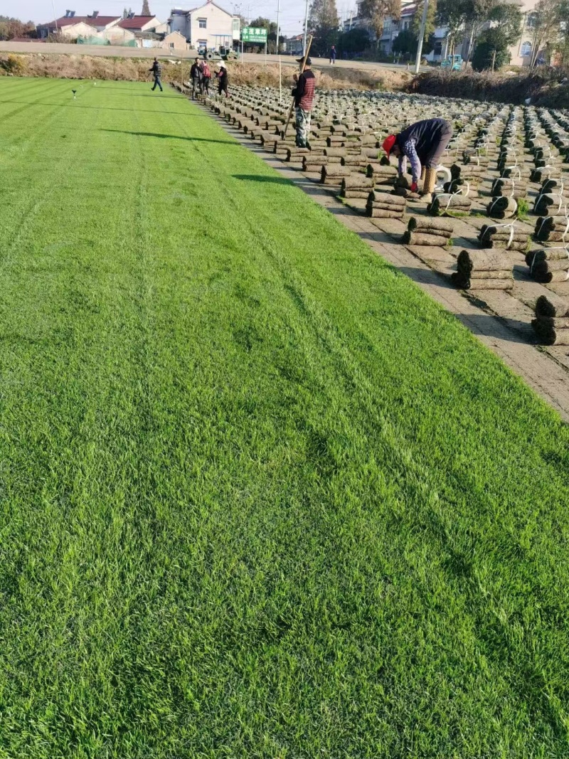 沙坪混播草坪，果岭草草皮基地直发量大优惠，