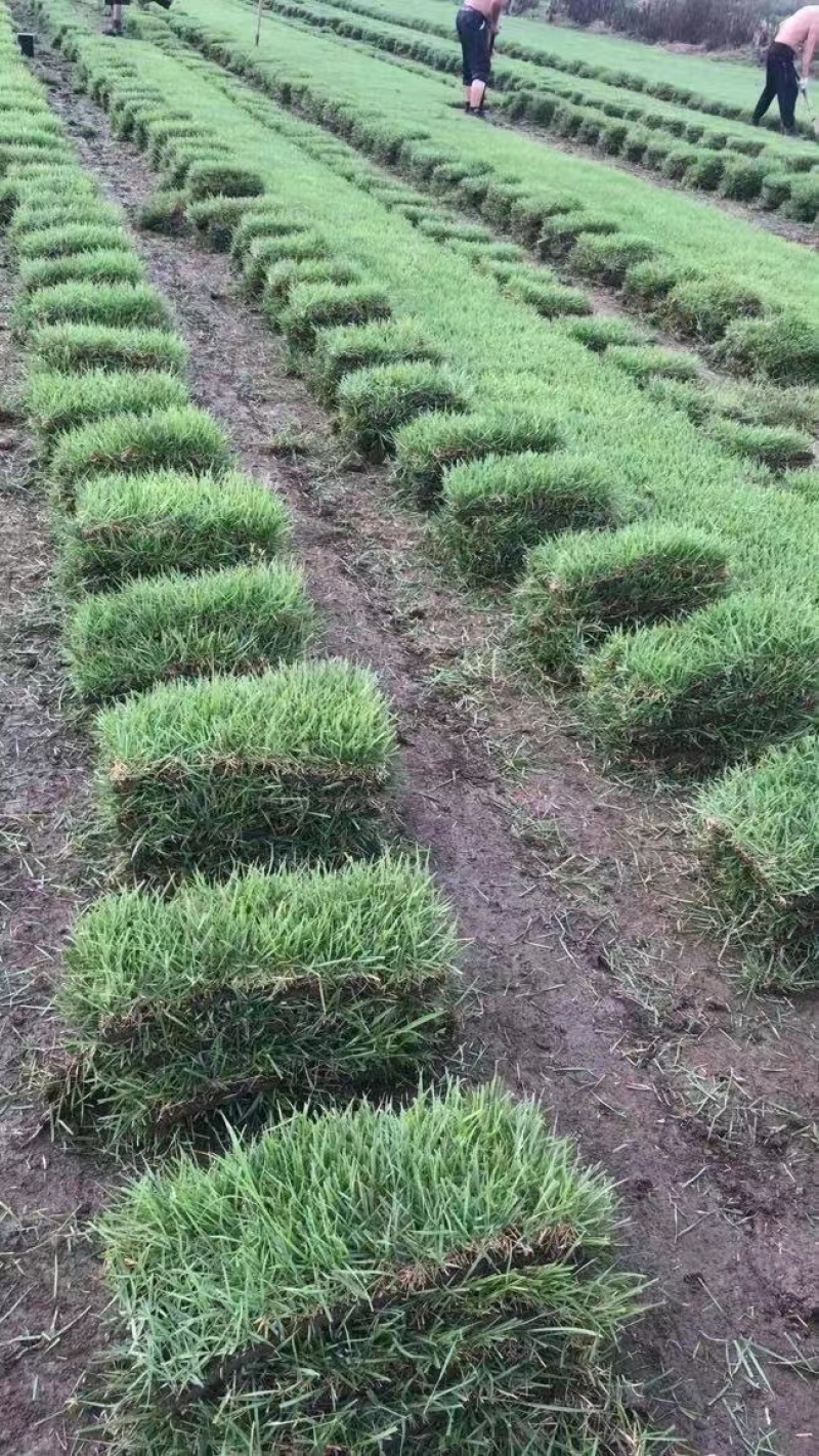中华结缕草坪，兰引3号草坪百慕大草坪，一手货源量大优惠，