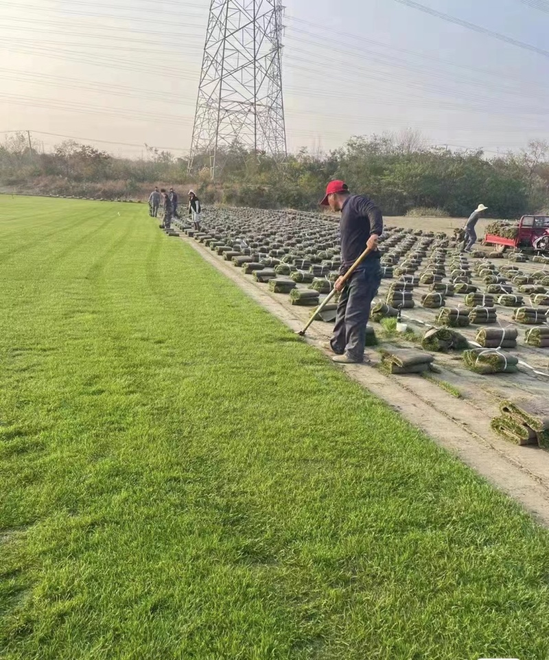 中华结缕草坪，兰引3号草坪百慕大草坪，一手货源量大优惠，