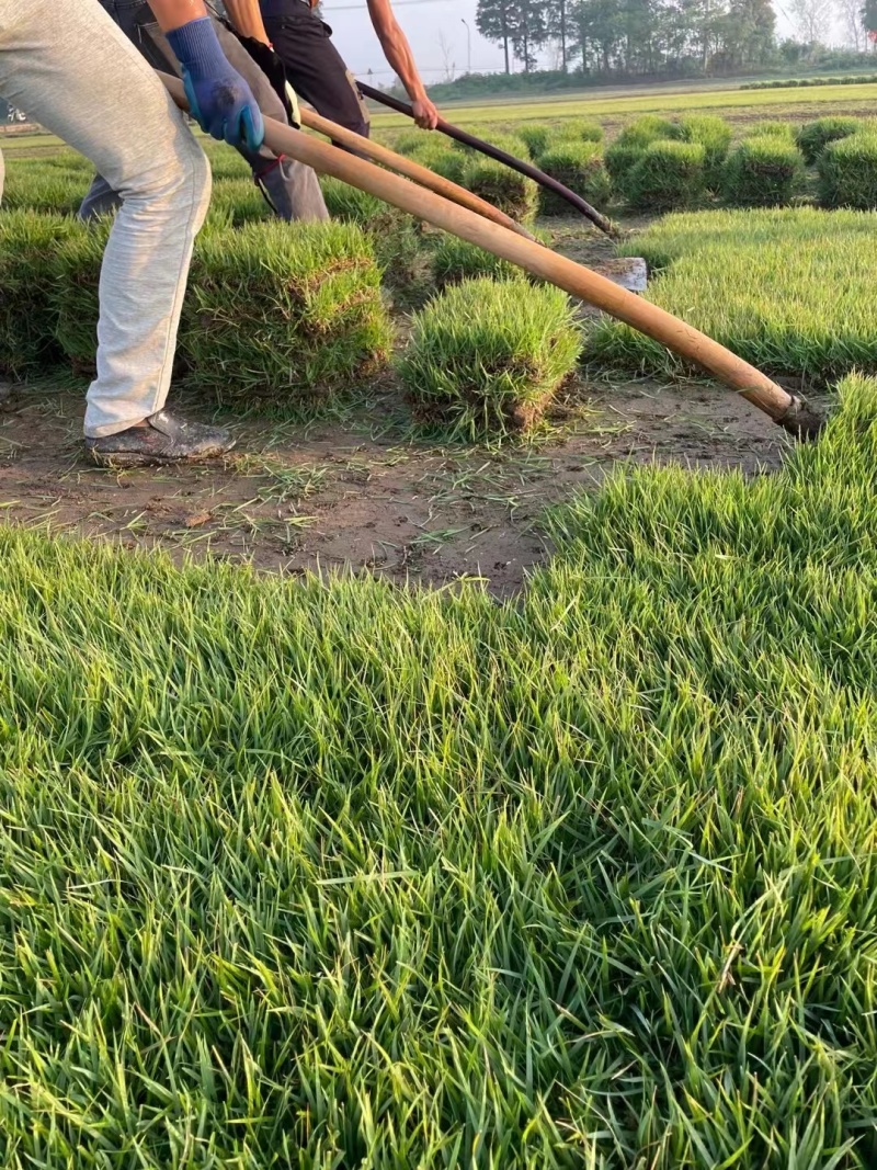 中华结缕草坪，兰引3号草坪百慕大草坪，一手货源量大优惠，