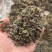 爵床爵床草小青草赤眼老母草麦穗癀不满意可退换货
