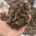 爵床爵床草小青草赤眼老母草麦穗癀不满意可退换货